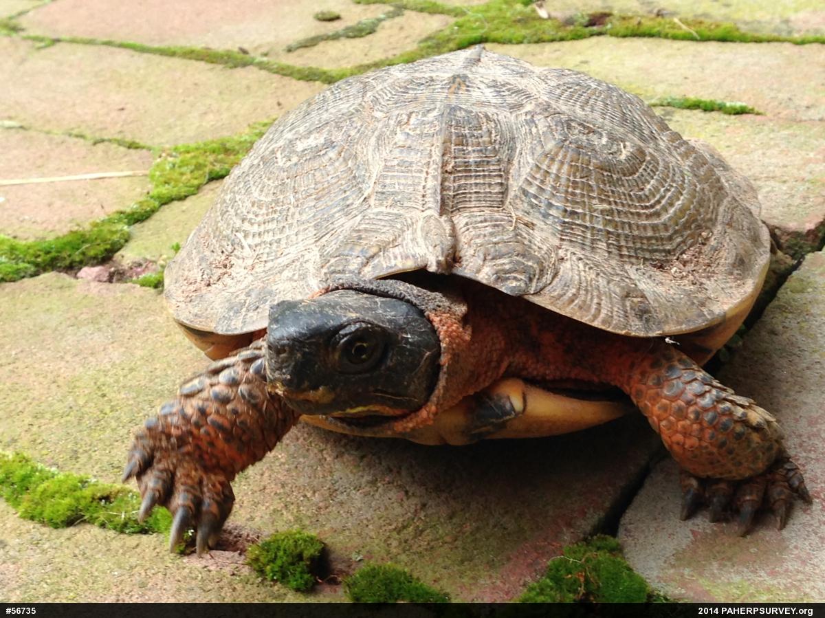 Wood Turtle