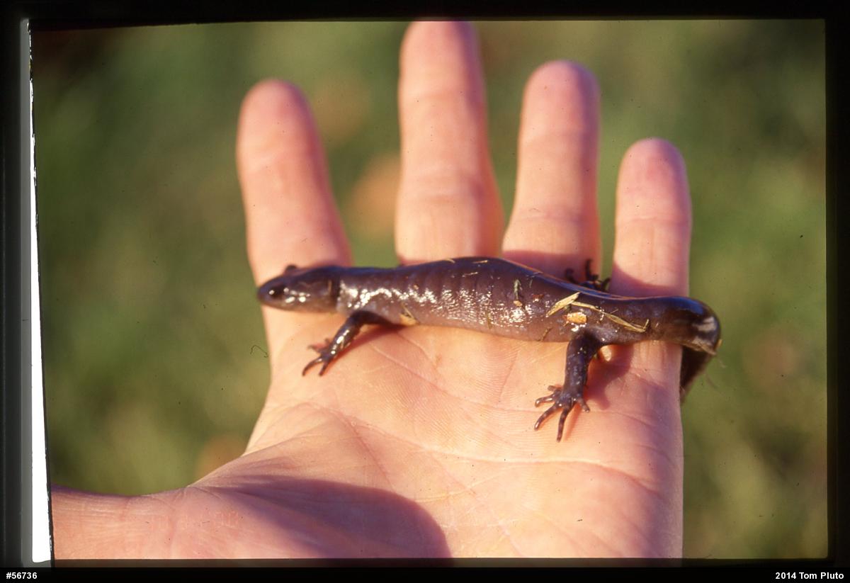 Jefferson Salamander