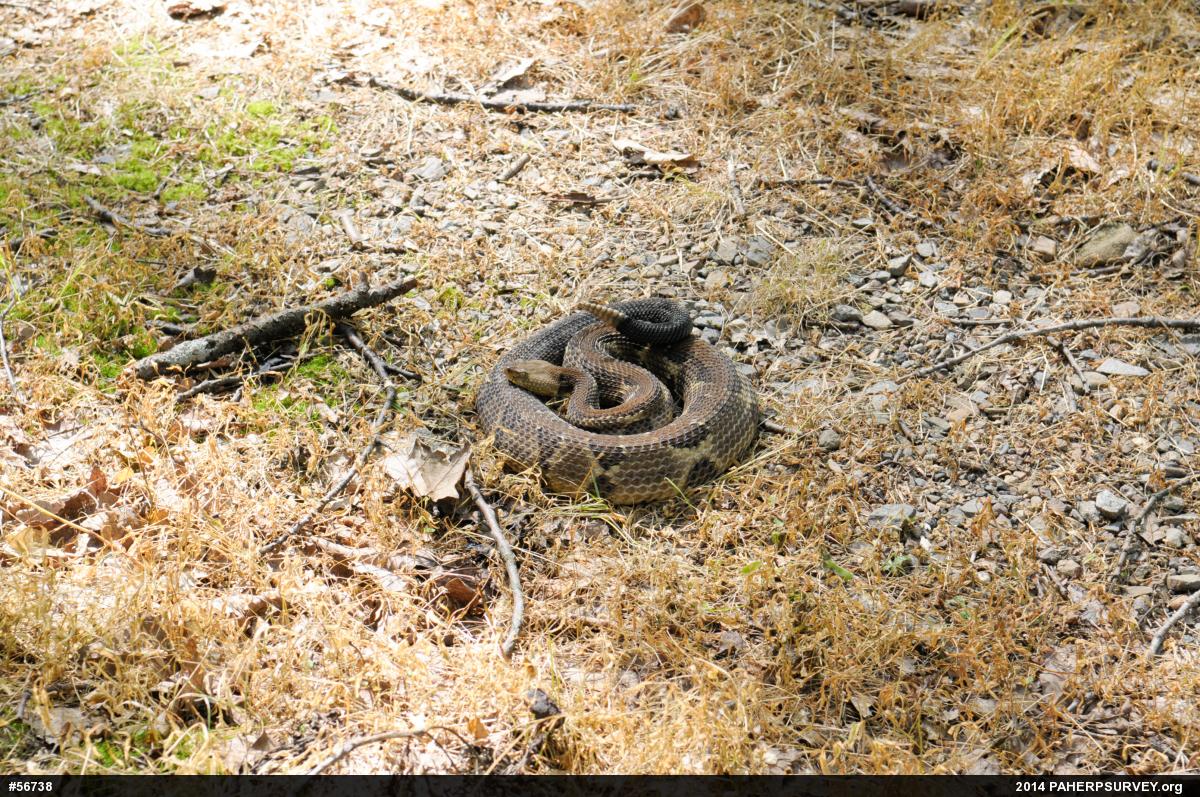Timber Rattlesnake