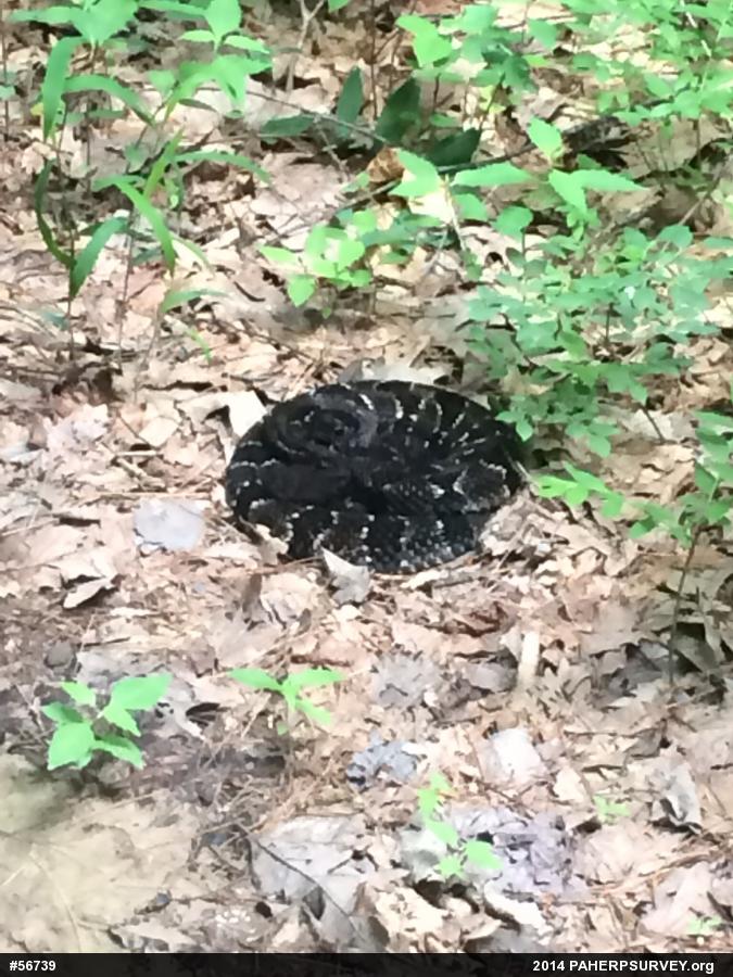 Timber Rattlesnake