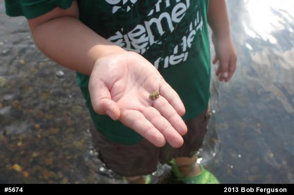 Eastern American Toad