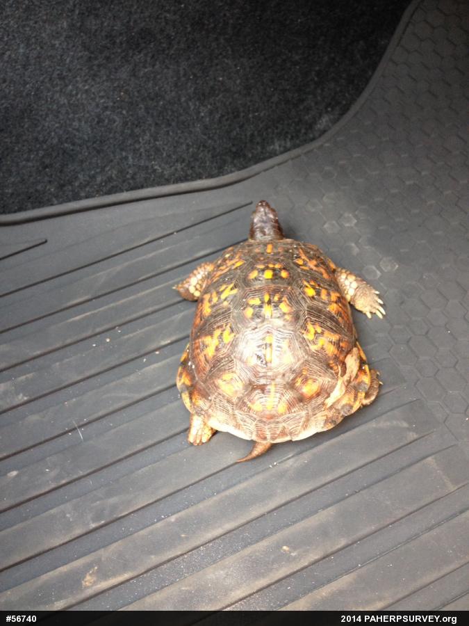Eastern Box Turtle