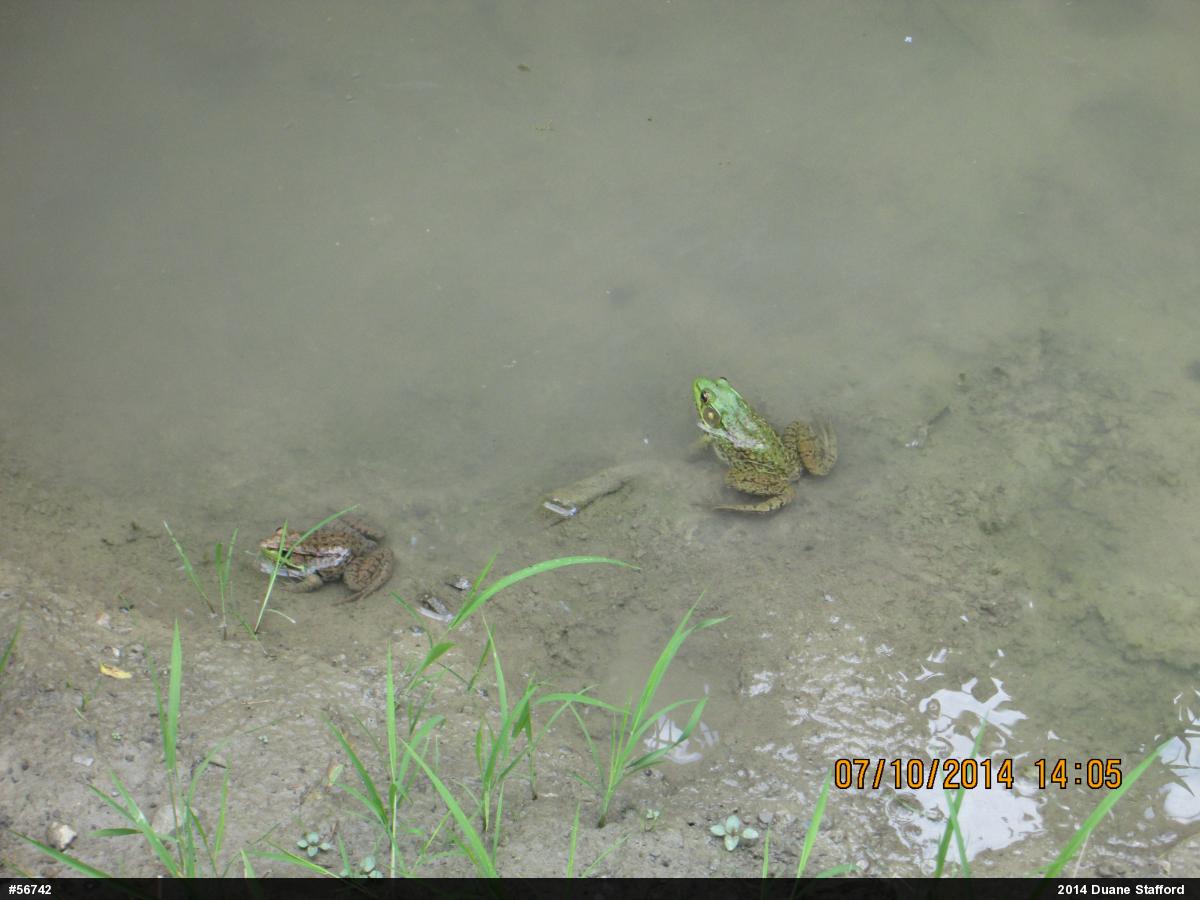 Green Frog
