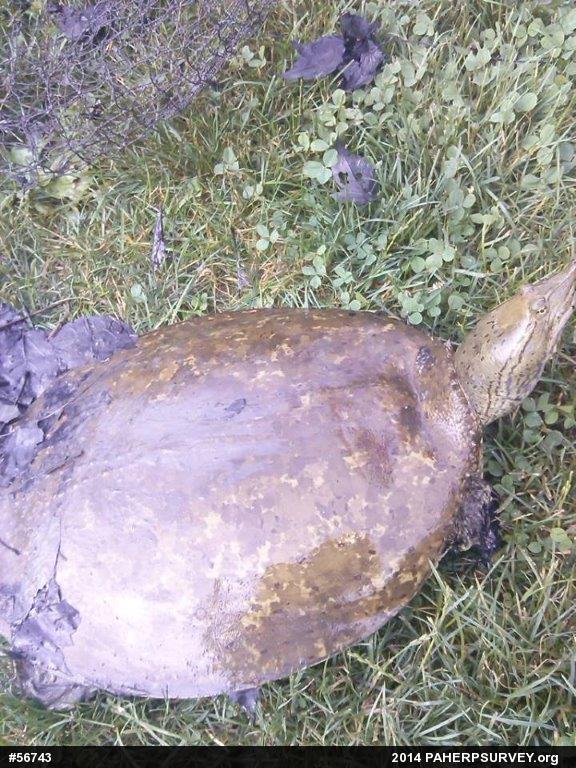 Eastern Spiny Softshell