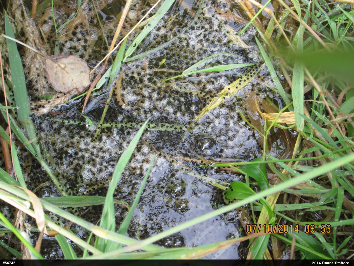 True Frogs