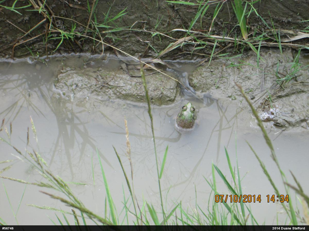 Green Frog