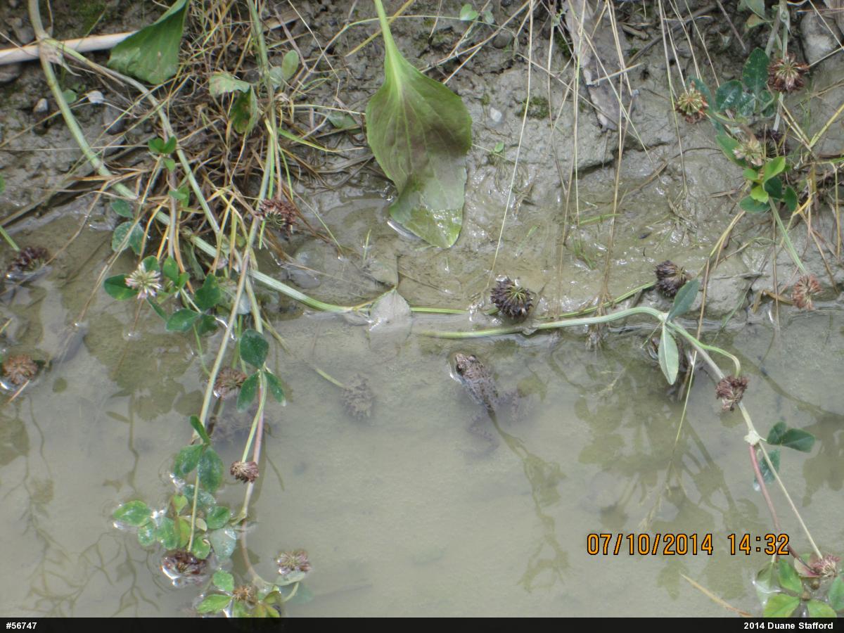 Green Frog