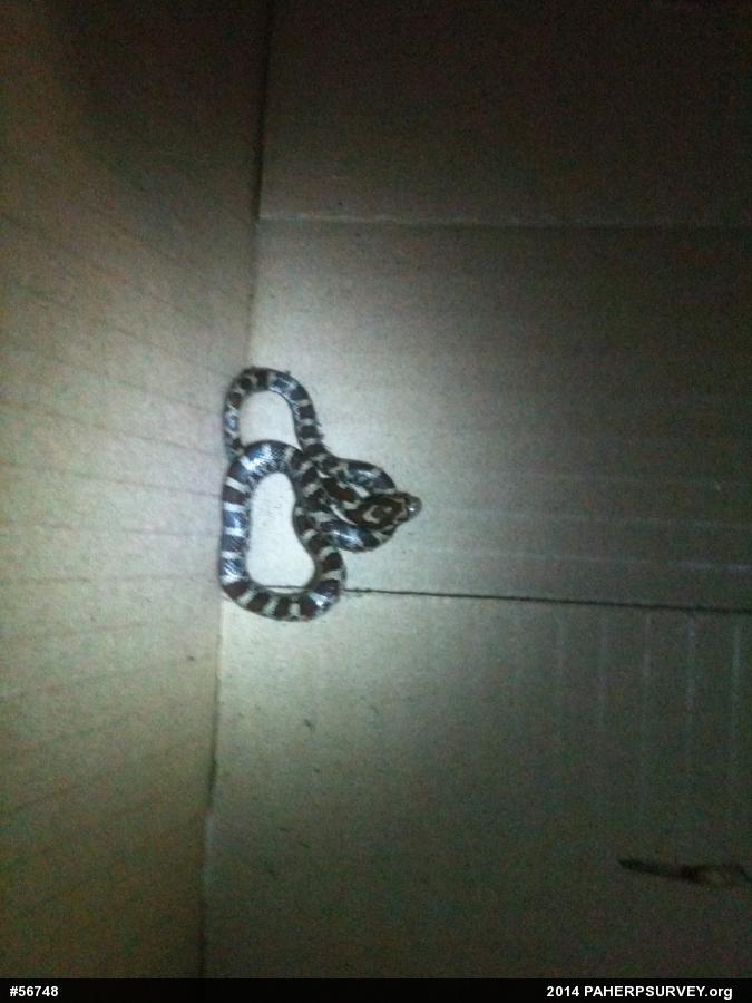Eastern Milksnake
