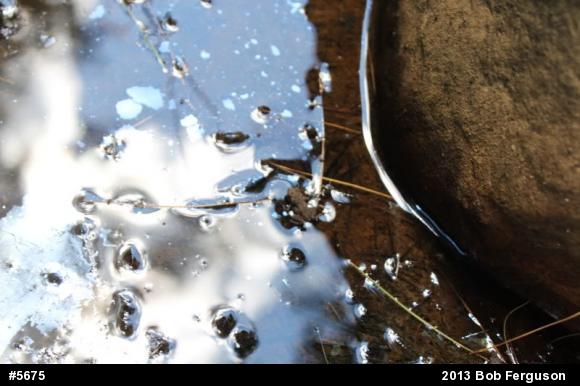Eastern American Toad