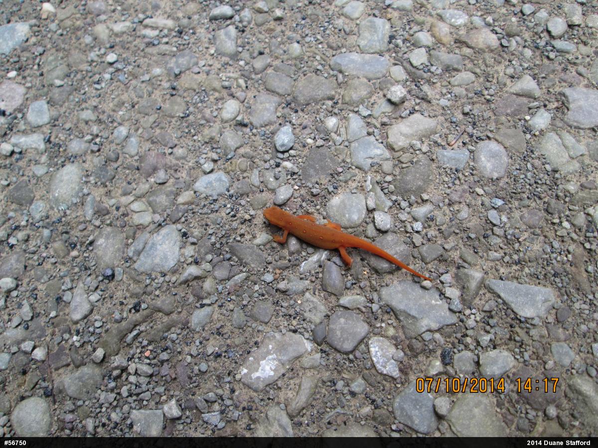 Red-spotted Newt