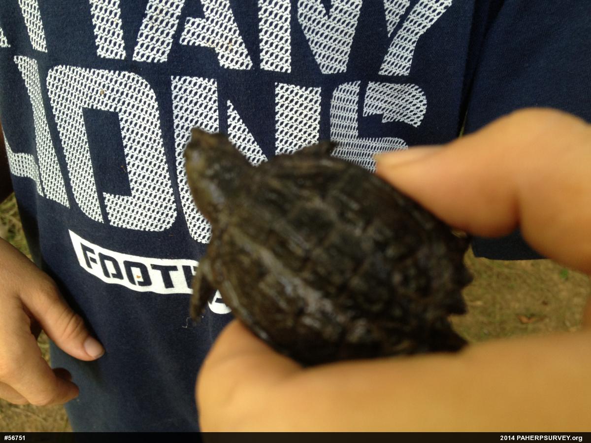 Snapping Turtle