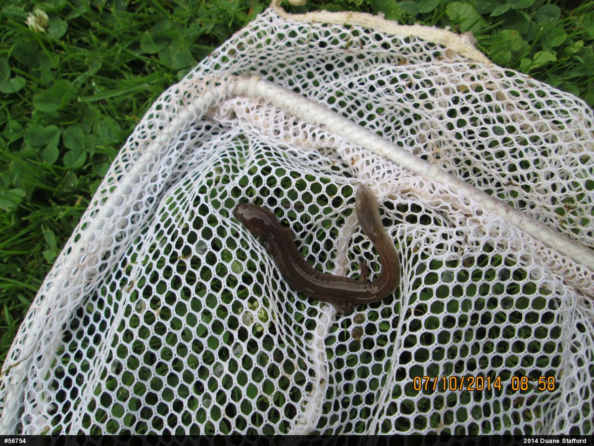 Northern Spring Salamander