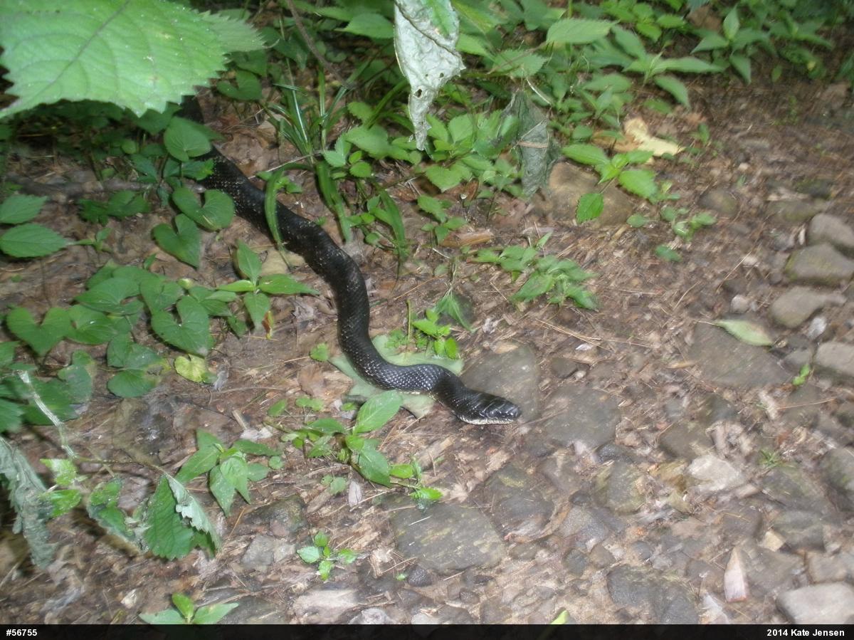 Eastern Ratsnake