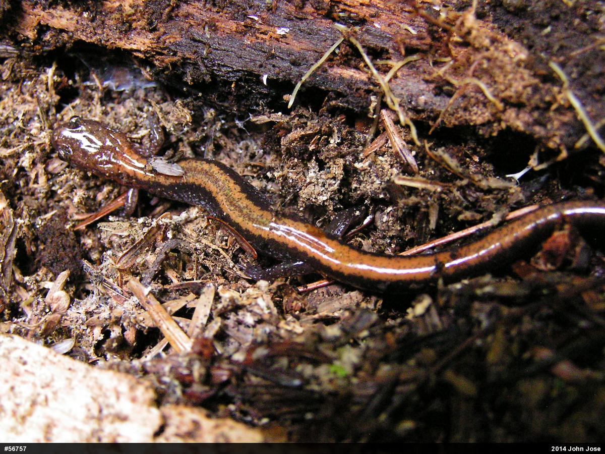 Eastern Red-backed  Salamander
