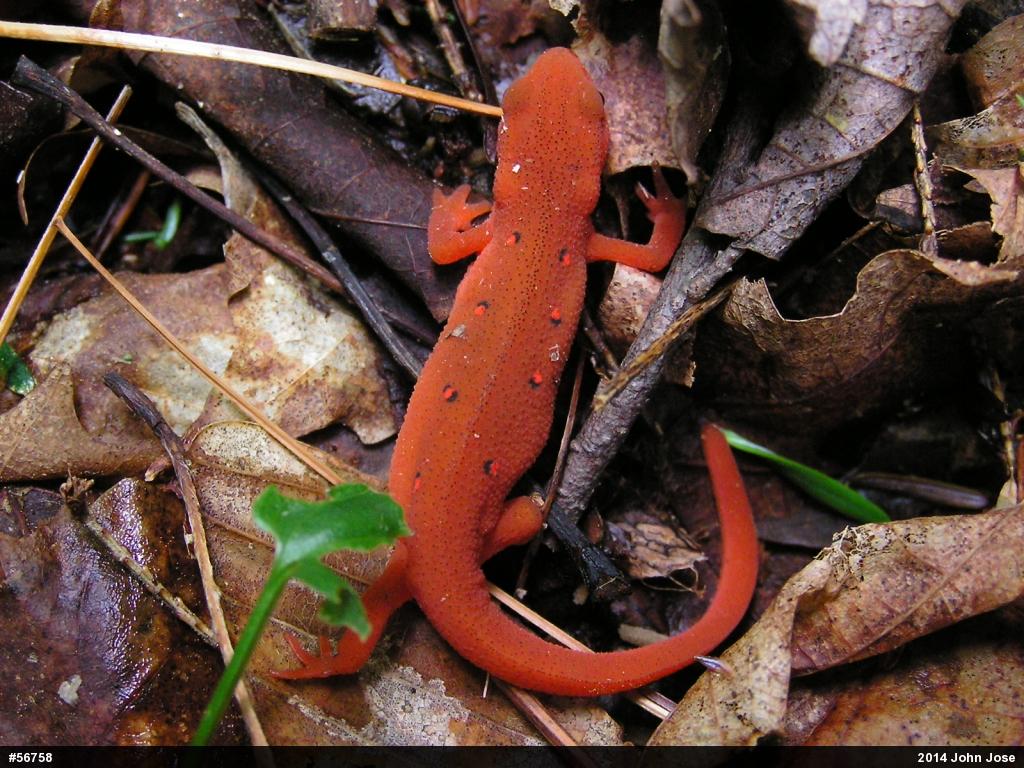 Red-spotted Newt