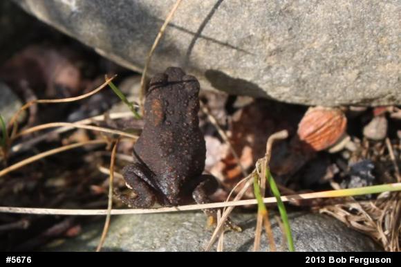 Eastern American Toad