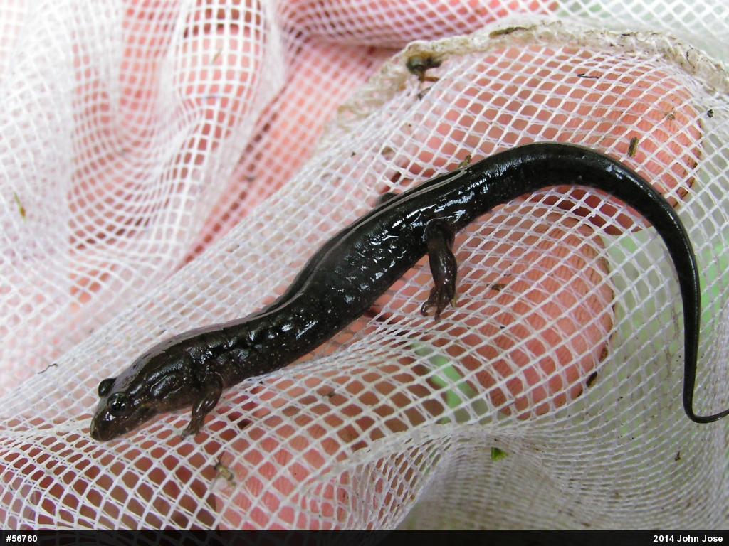 Allegheny Mountain Dusky Salamander