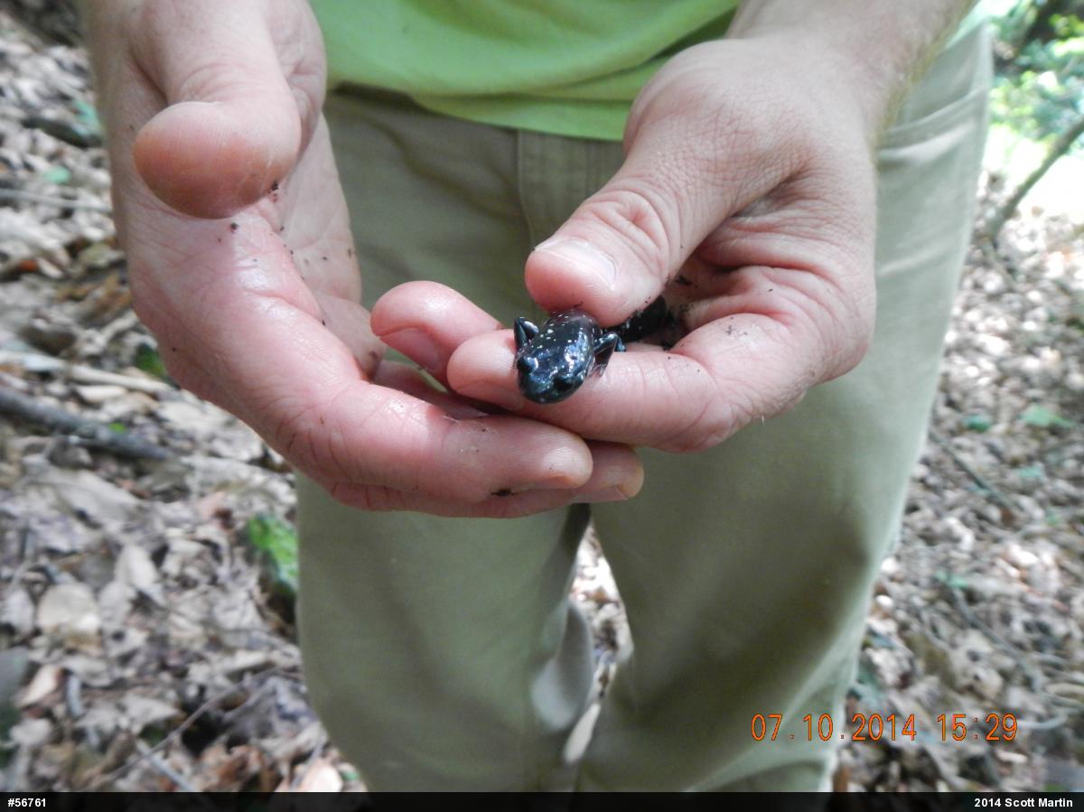 Northern Slimy Salamander