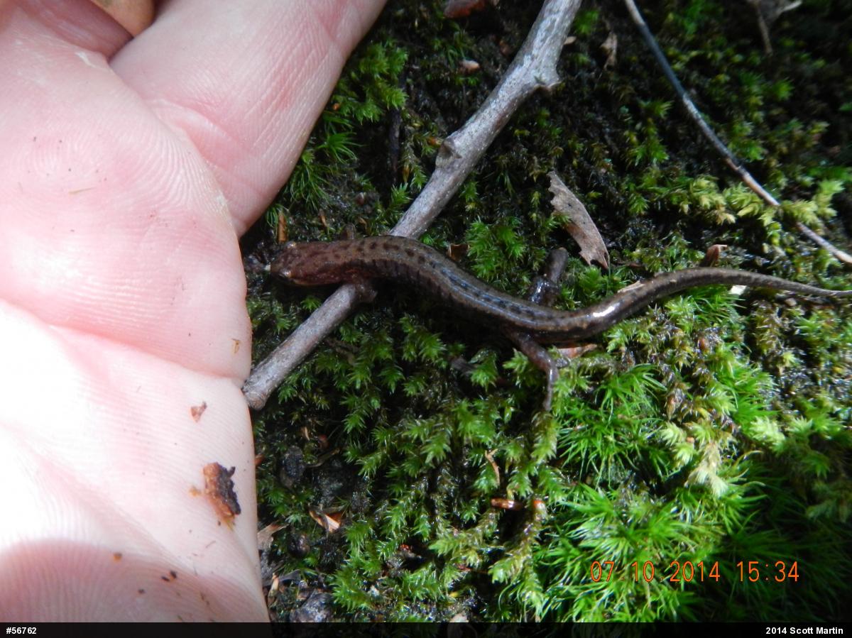 Allegheny Mountain Dusky Salamander