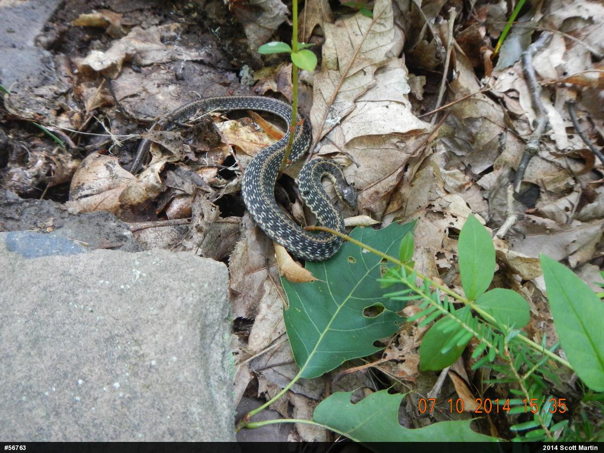 Eastern Gartersnake