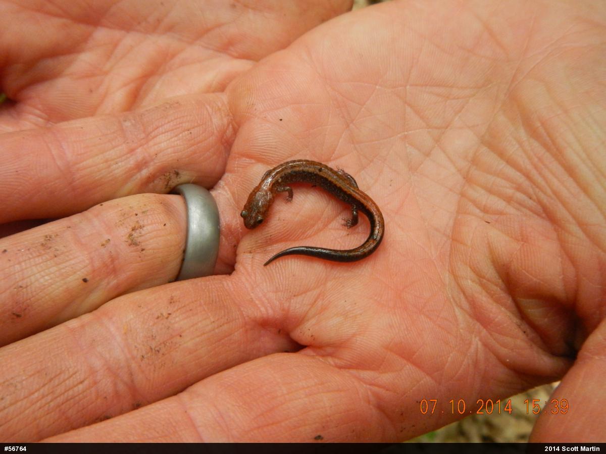 Eastern Red-backed  Salamander