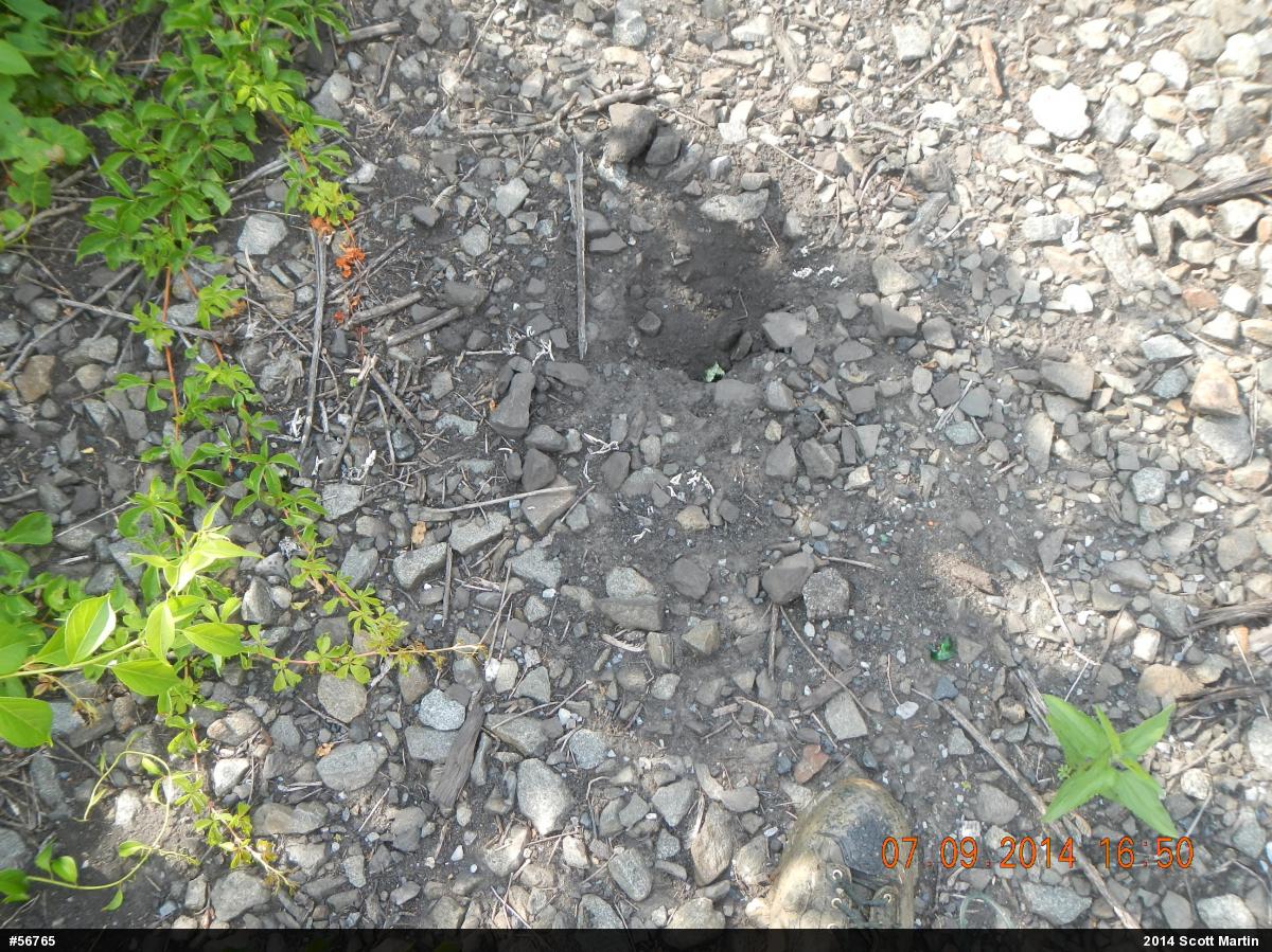 Snapping Turtle