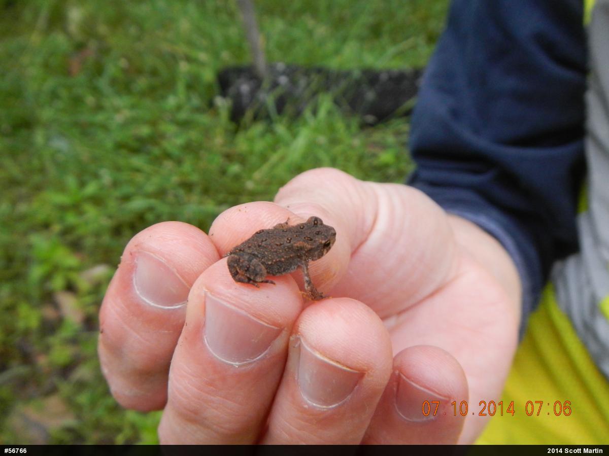 Eastern American Toad