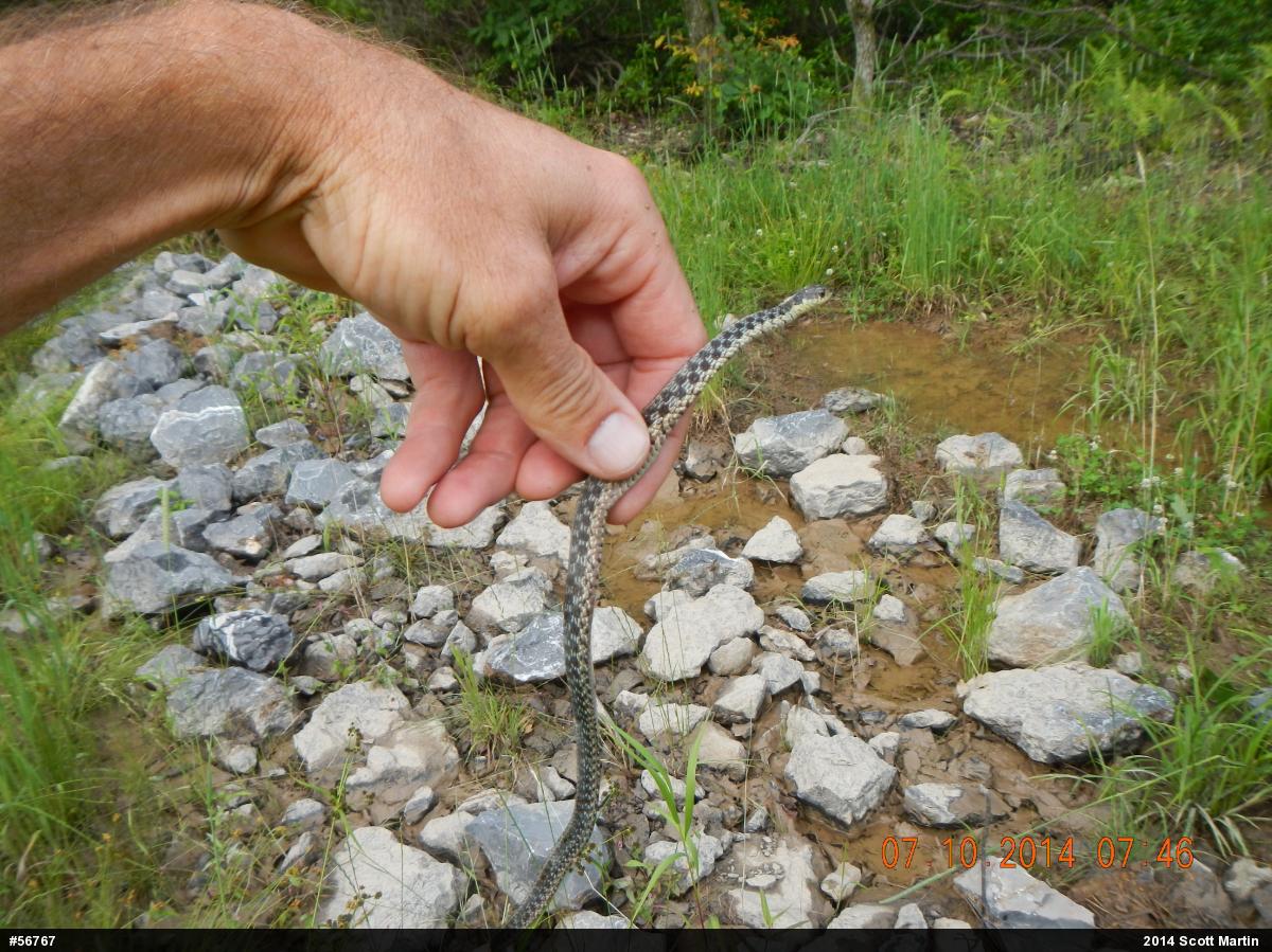Eastern Gartersnake