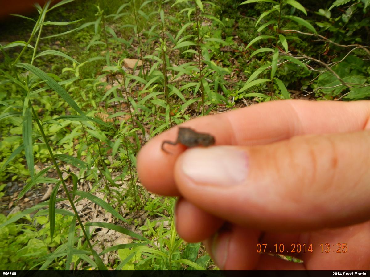 Eastern American Toad