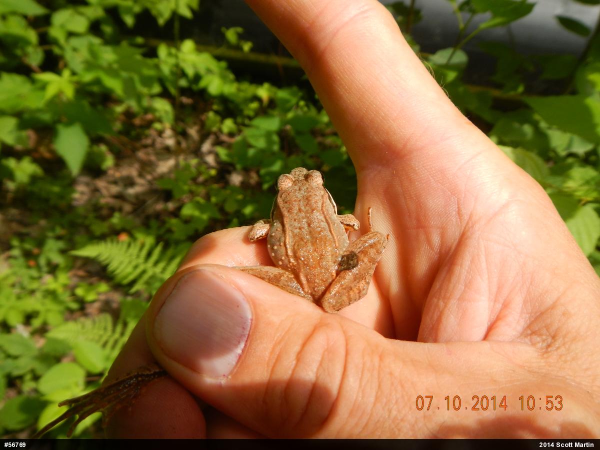 Wood Frog