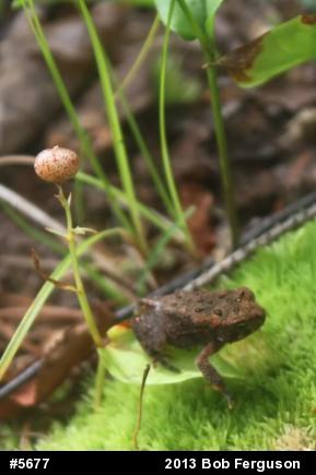 Eastern American Toad