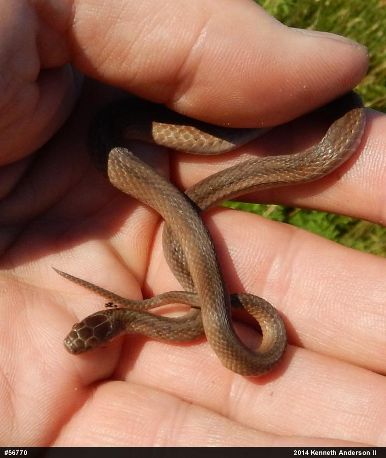 Dekay's Brownsnake