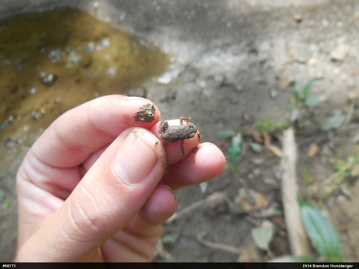 True Toads