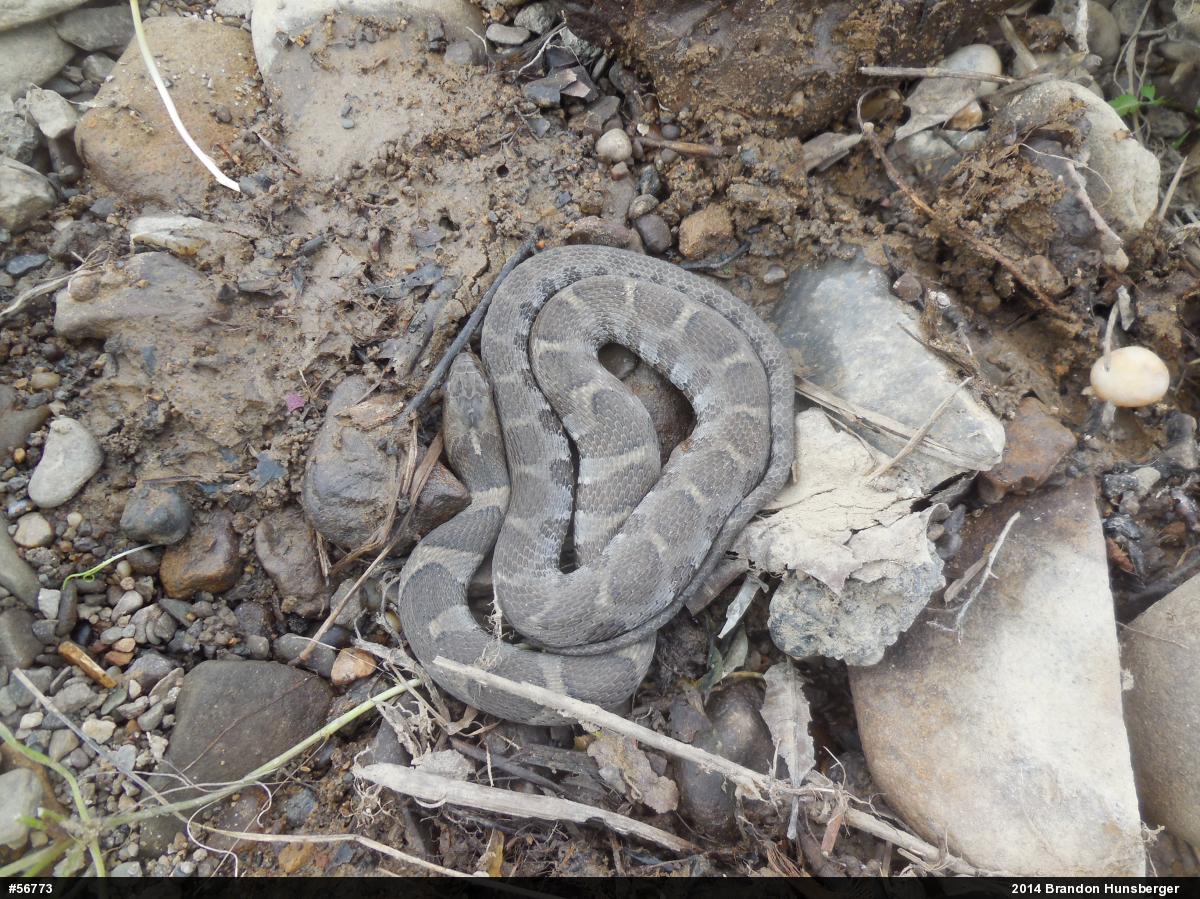 Northern Watersnake
