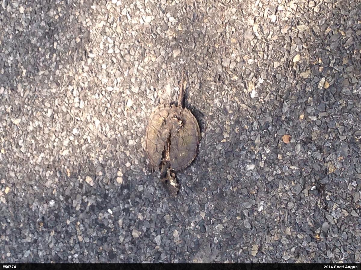 Snapping Turtle