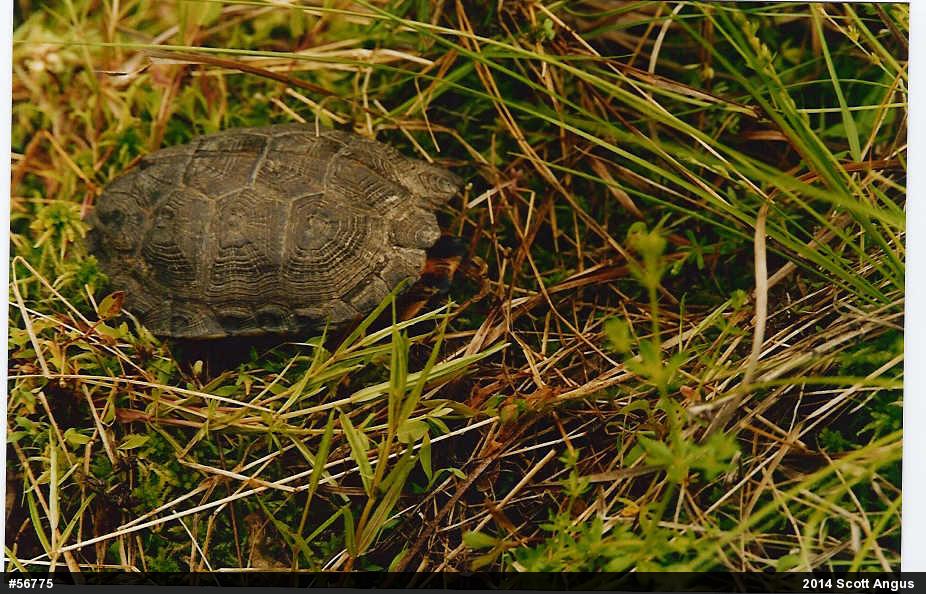 Wood Turtle