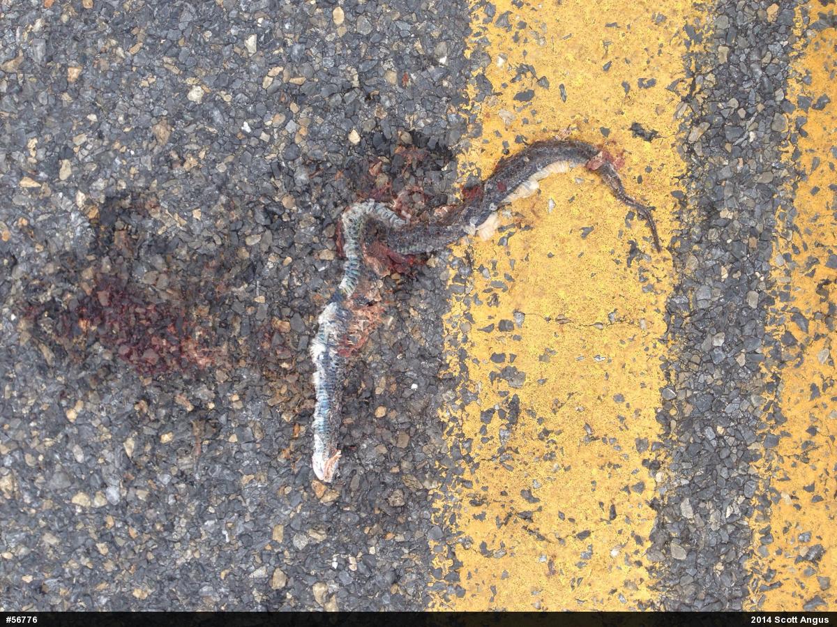 Eastern Hog-nosed Snake