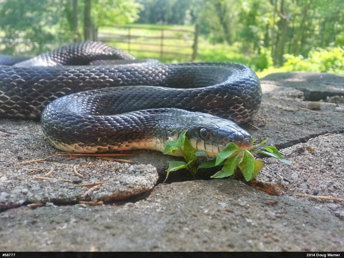 Eastern Ratsnake