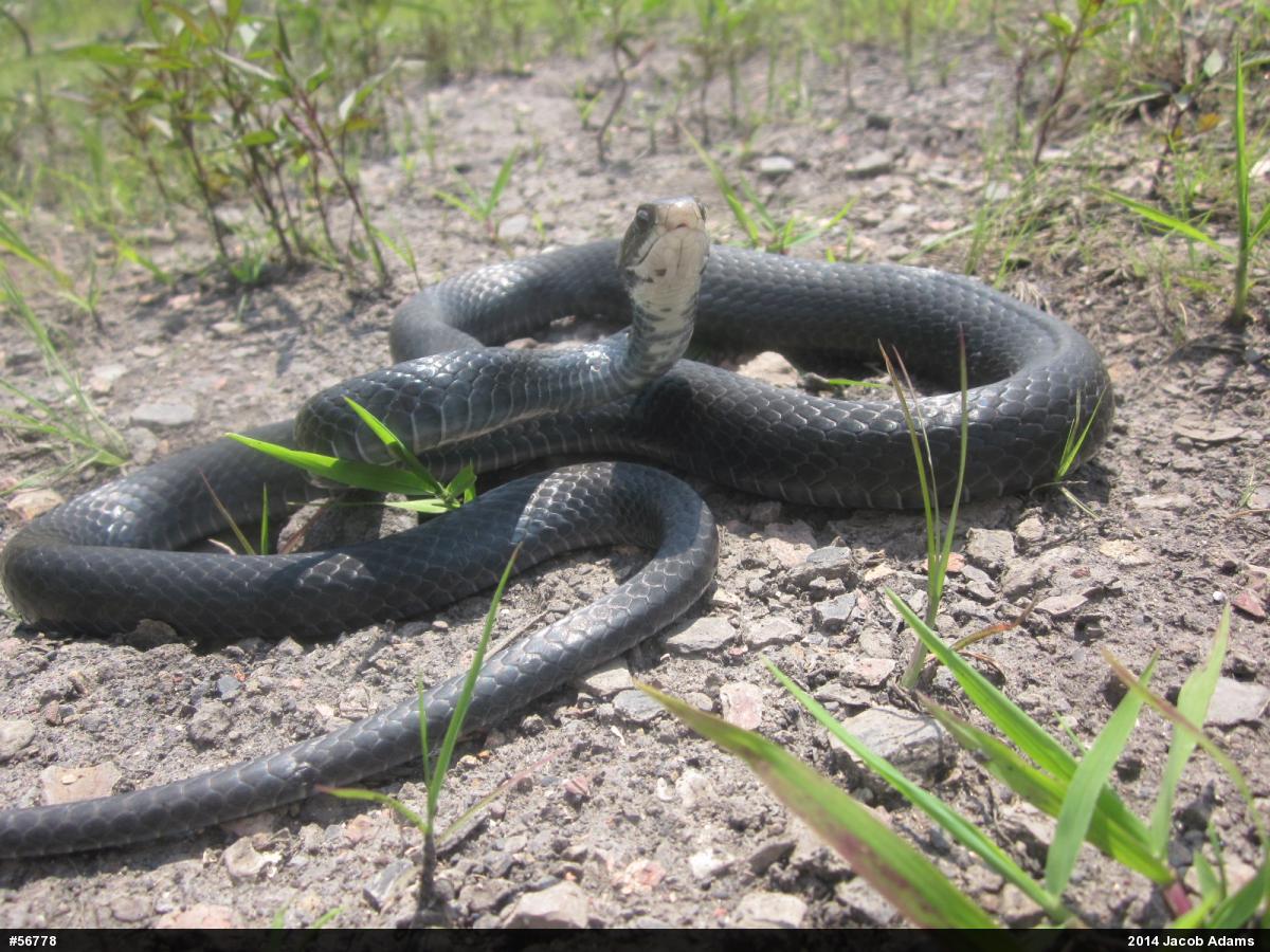 Northern Black Racer