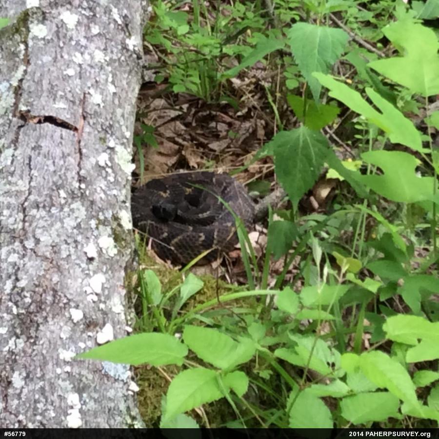 Timber Rattlesnake