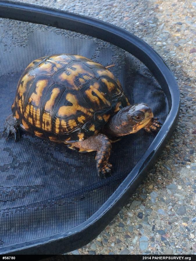 Eastern Box Turtle