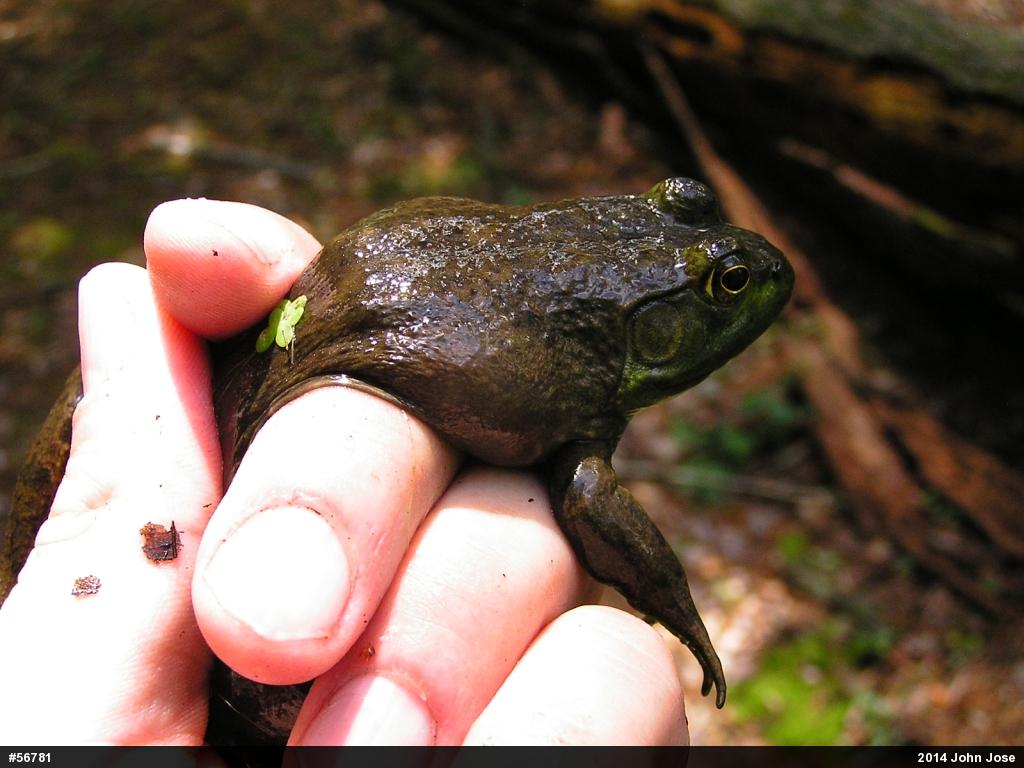 American Bullfrog