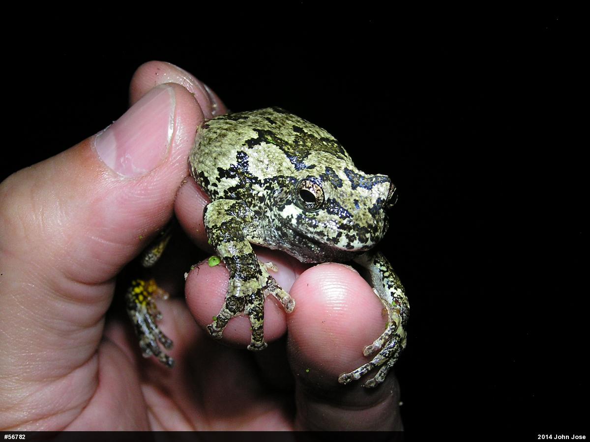 Gray Treefrog