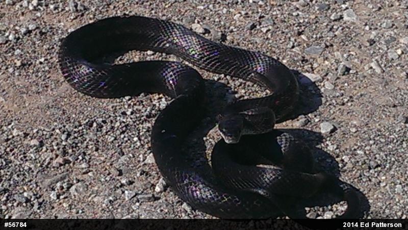 Eastern Ratsnake