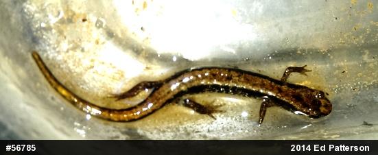 Allegheny Mountain Dusky Salamander