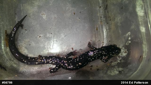 Northern Slimy Salamander