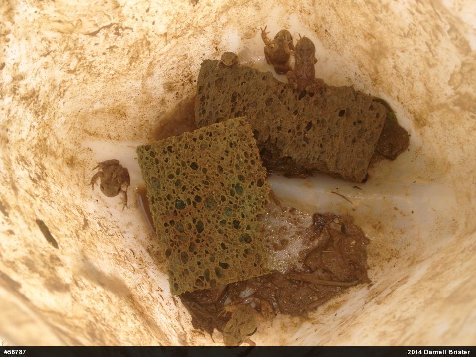 Eastern American Toad