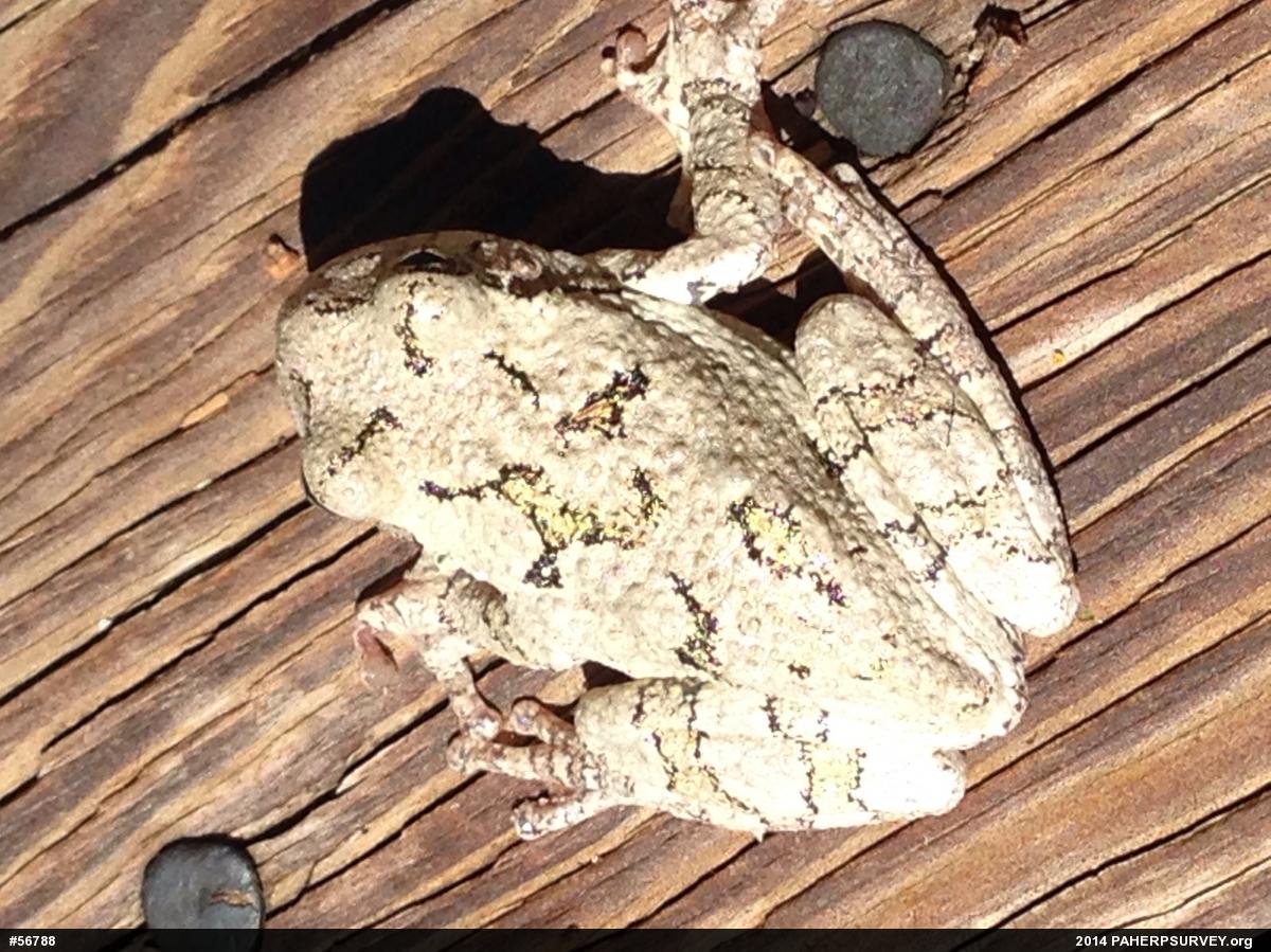 Unknown Gray Treefrog