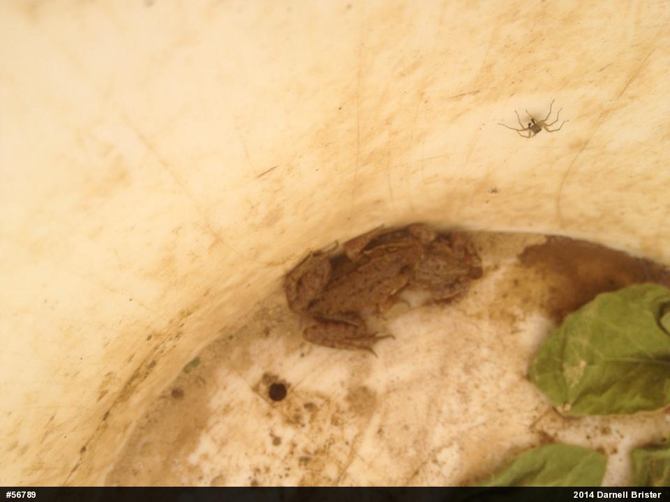 Green Frog