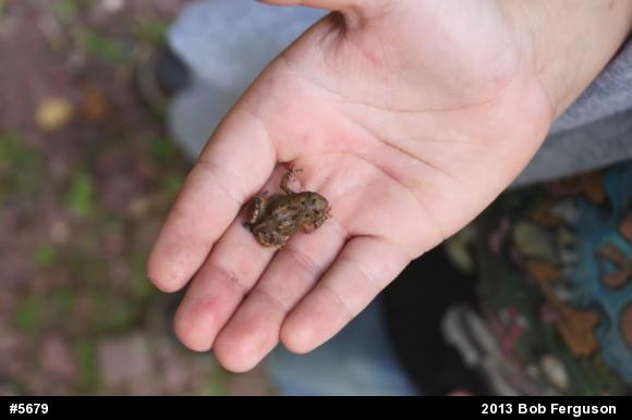 True Toads